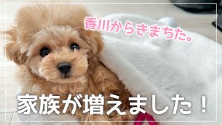 トイプードルの子犬をお迎えしました - YouTube