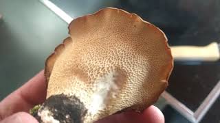 Eating Dryad's Saddle! -- Au Naturel Adventures Episode 17