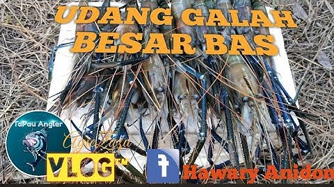 UDANG GALAH Memancing Jenggo Di Perak Teluk Intan  Strike Saja 😊