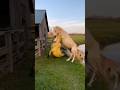 He brought an ARMY to save his mom... 🐴🐕🐊 #animals