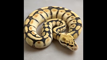 The Secrets of #Firefly Ball Python ! #shorts #trivia #animals #secrets #english