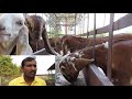 Gavran Cross Beetal Goat Farm for Cutting and Breeding Market | Pruthviraj Mohite Goat Fram| Marathi