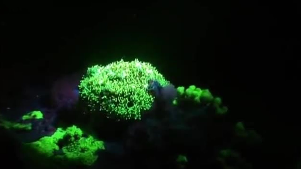 Underwater Fluorescence Disco | Oceans | BBC Earth