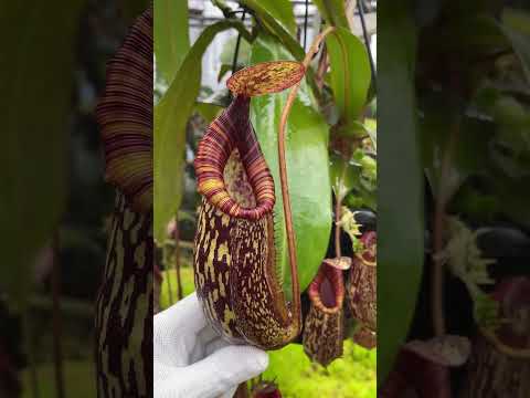 [Item Short] BE-3991 | N. spectabilis x bongso #carnivorous #nepenthes