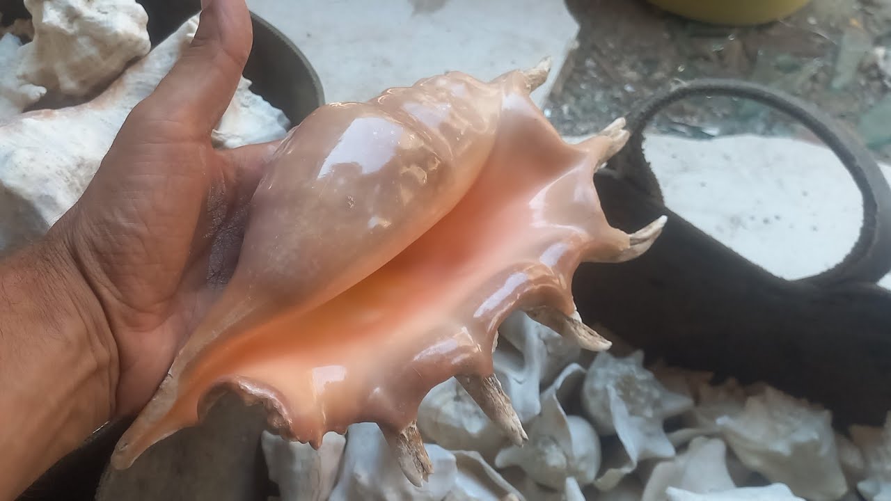 لاول مرة صورنا الصدف المطحون والقواقع ورملة التحديق واحواض السمك وبأقل الاسعار  مع عم ابو سريع 