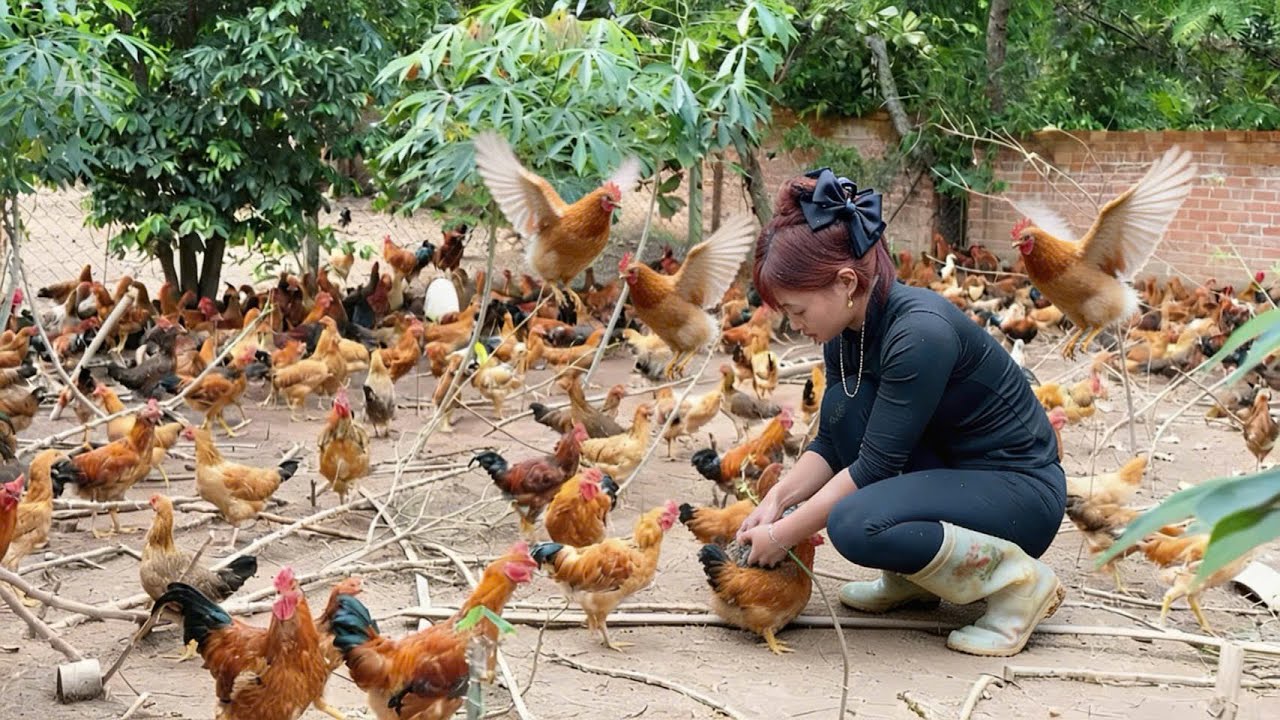 Rural Life: Raising Chickens and Watering Vegetables — Not Wealthy, But Enough