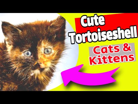 Video: Møt Burrito: The Extremely Rare Male Tortoiseshell Kitten