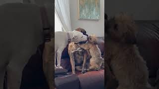 Two Puppies Takeover Big Dog with Flurry of Smooches!