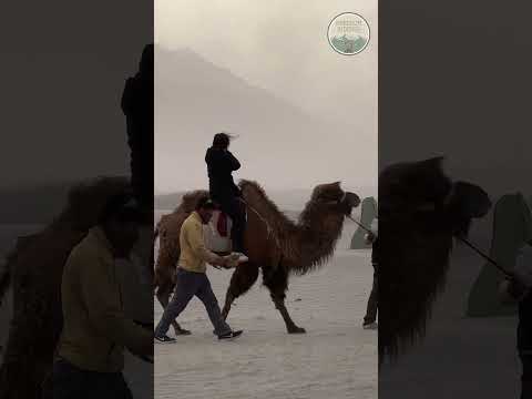 Magic Of Ladakh | Freedom Riderss | Ladakh