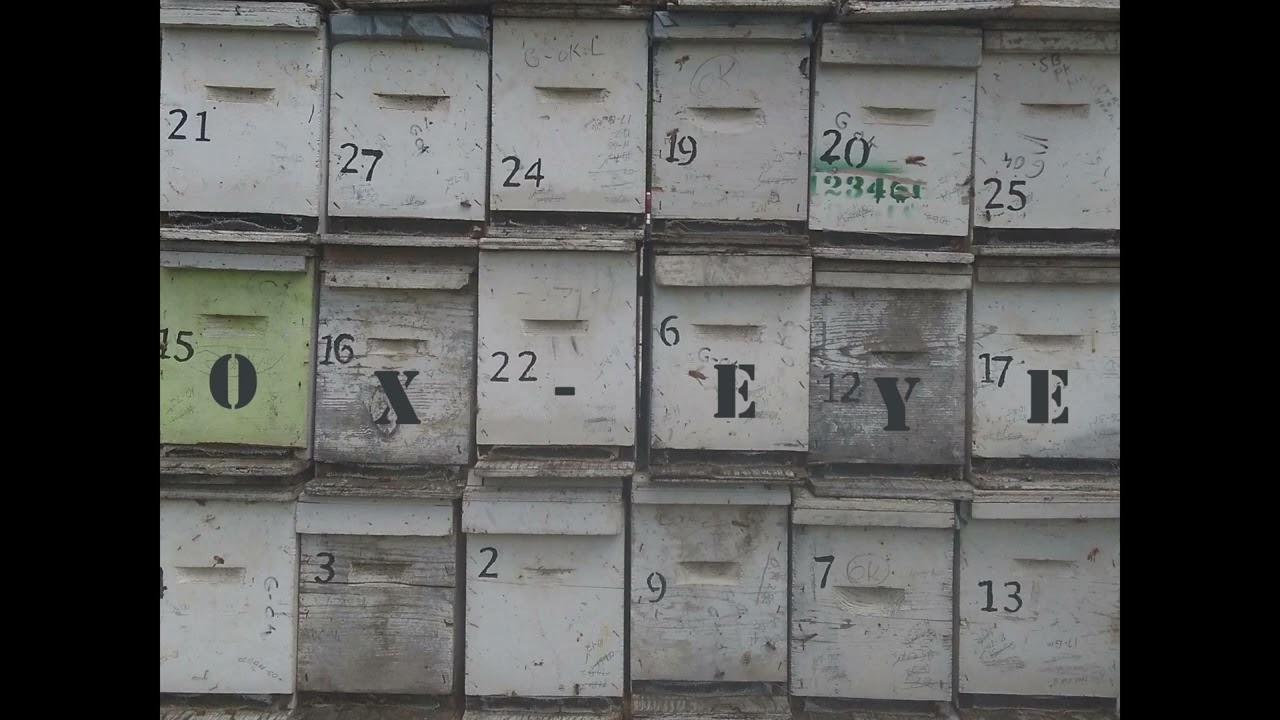 Ox-Eye: Jewel in the Prairie