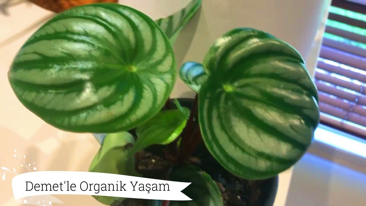 KARPUZ ÇİÇEĞİ-KARPUZ YAPRAKLI PEPEROMİA BAKIMI Toprak gübre ışık çoğaltma ve bütün püf noktaları.