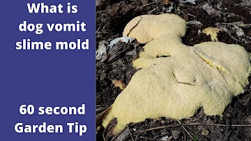 What happens if you eat slime mold?