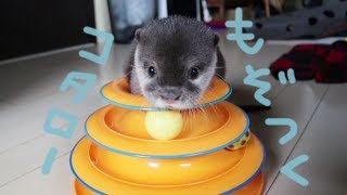 カワウソ コタロー　大好きなおもちゃを探してﾓｿﾞﾓｿﾞ... Otter baby Kotaro looks for toys
