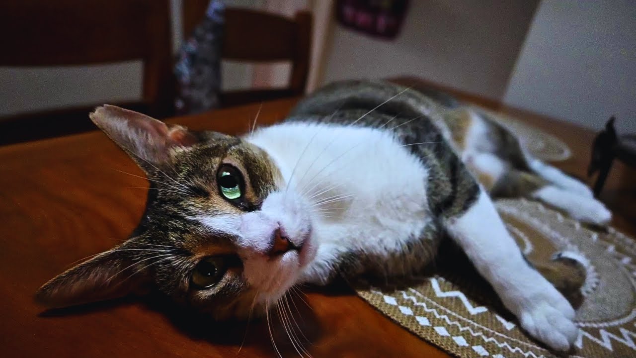 My Cat is a Talker, Flopper, Mrrper!