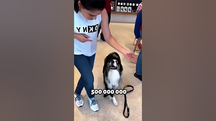 Видео с собакой, покорившее 500 миллионов! 🐶😇 #животные