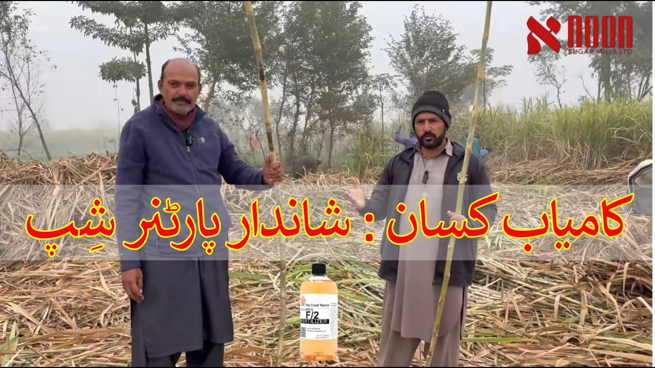 مثالی صاف ستھرا گنا، زیادہ وزن اور بہترین پیداوار :  نون شوگر ملز کی رہنمائی سے کامیاب کسان