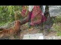 The little panda Yuanyuan's death