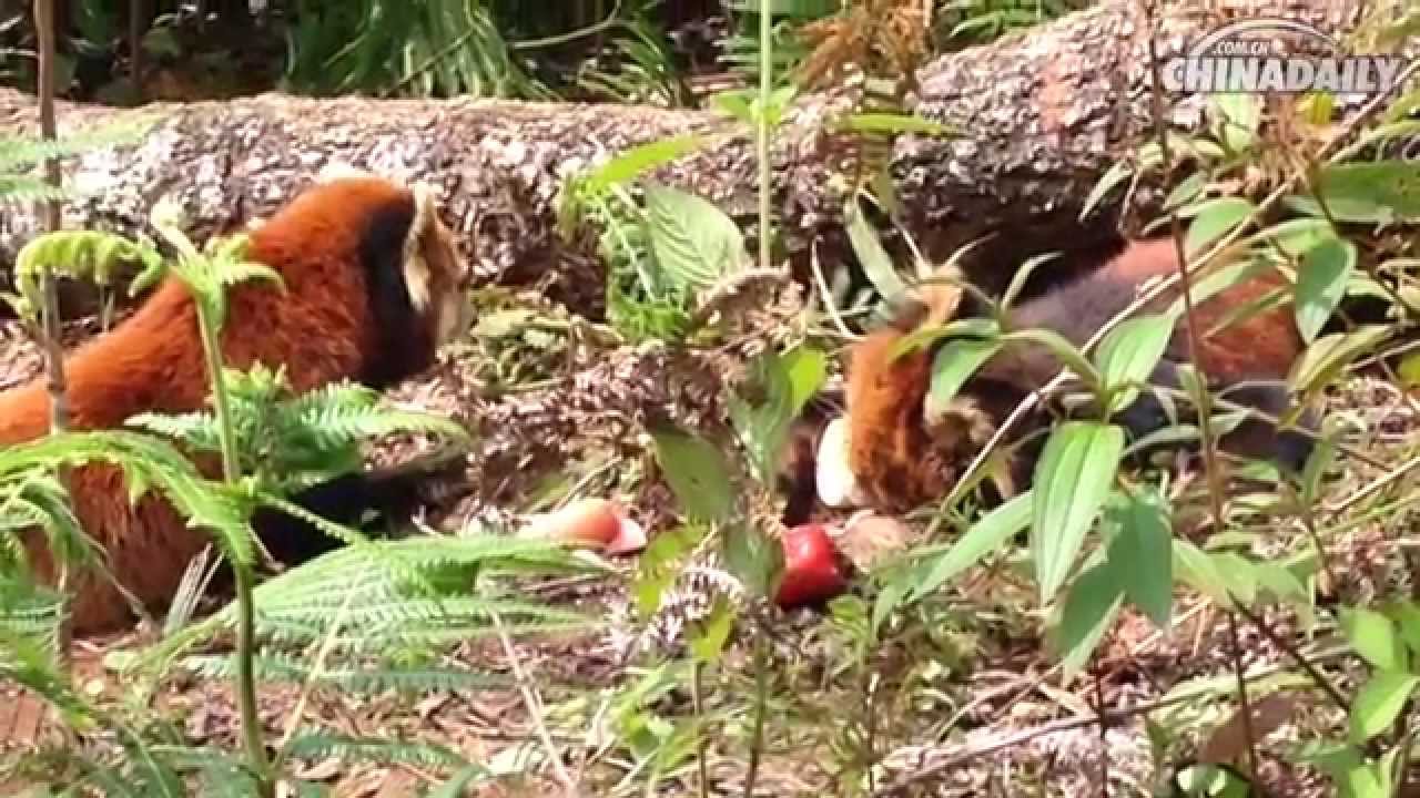 The little panda Yuanyuan's death