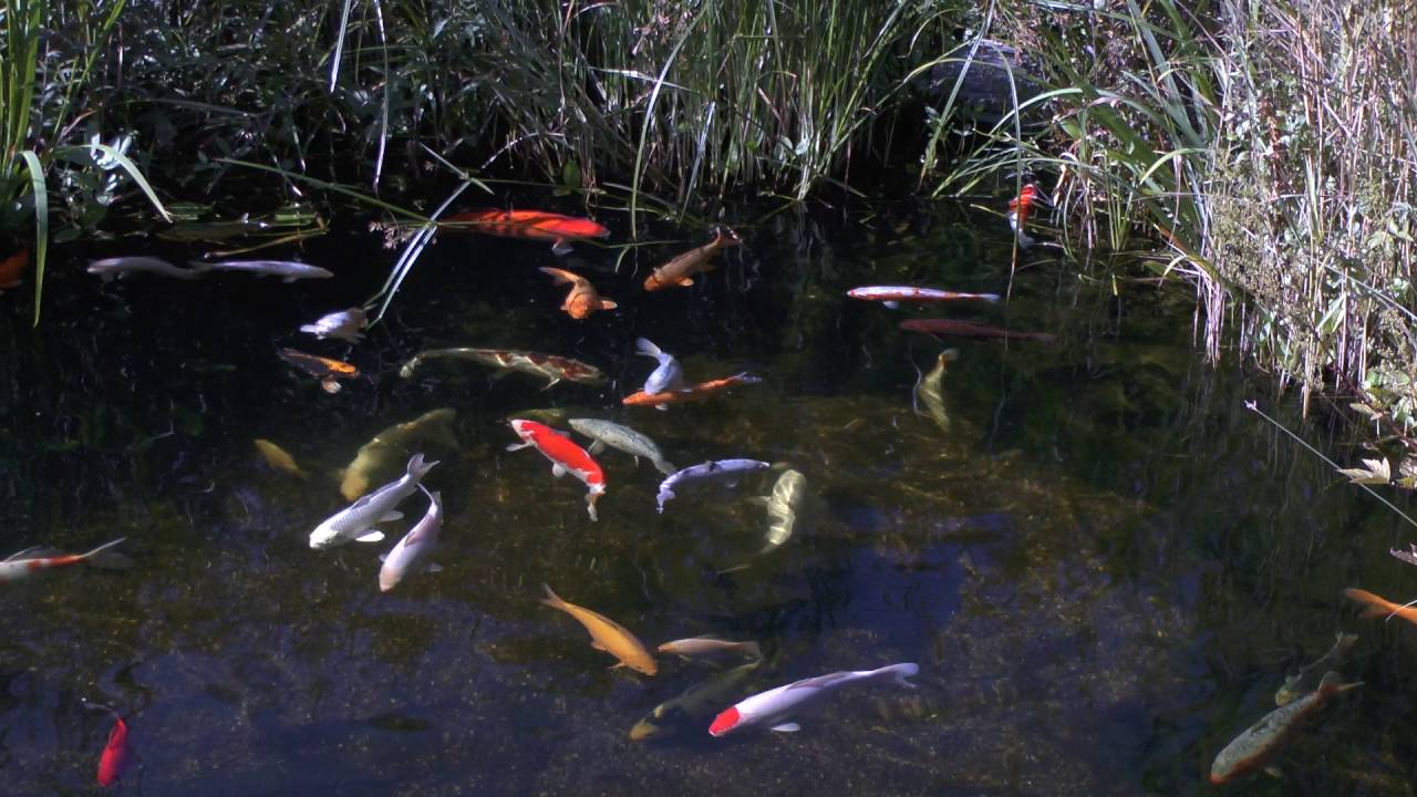 KoiGartenteich Schwimmteich YouTube