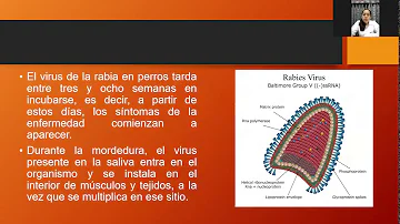 ¿Cuáles son las 3 fases de la rabia?