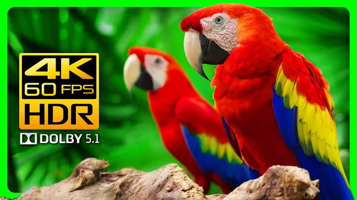 Stunning Macaw Parrots in 4K HDR 60fps | Soothing Forest Sounds for Relaxation