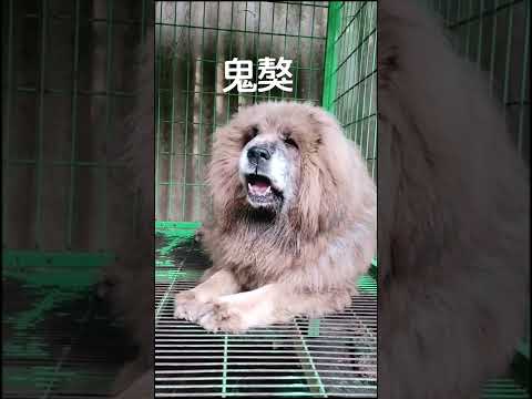 Tibetan Mastiff dogs | 鬼獒己进入配种期，它的后代大家想要？#中国藏獒