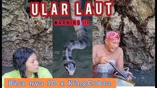 Picnic Herping caught a Sea Snake with venom 10 x King Cobra