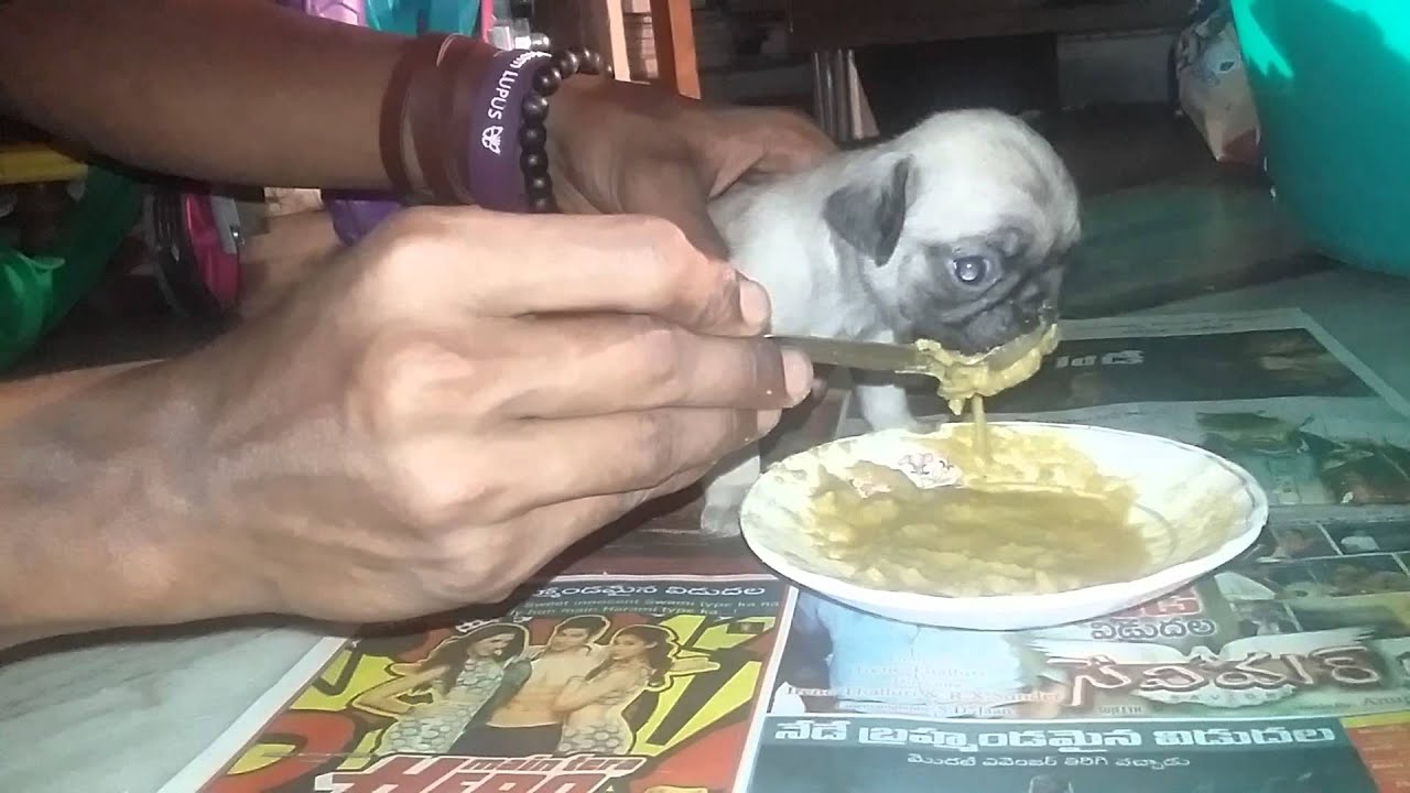 Feeding Pug Puppy Royal Canin Youtube