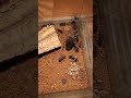 Assassin Bug vs Ant Swarm — Outnumbered on Open Ground #AssassinBug #AntSwarm #TerrariumBattle #usa