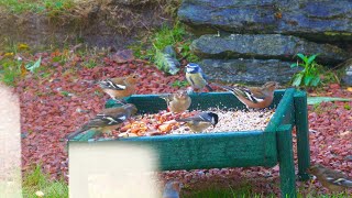 Holy Loch And Garden Wildlife Dunoon Scotland