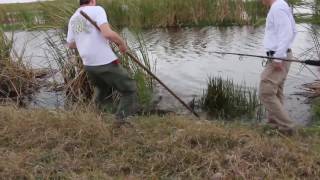 Governing Board Member Assists with Alligator Research