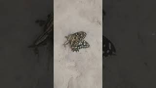poor butterfly 🦋 insects kha gye #still alive #lifeisbutadream
