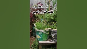 قران كريم بصوت جميل للشيخ ياسر الدوسري اللهم اجعل القرآن ربيع قلوبنا ونور صدورنا# ##راحة_نفسية♥️