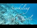 Snorkeling in Maldives + Sea Turtle