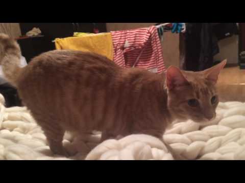 Видео: Cat and плед