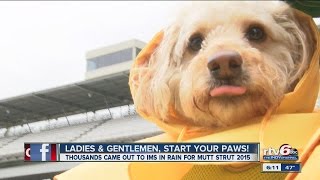 Mutt Strut takes over IMS