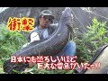 【雷魚釣り】住宅街脇の用水路で巨大な雷魚が入れ食い状態に…前編　Japan snakehead fishing