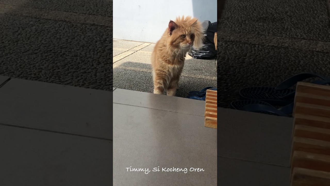 Timmy Si Kocheng Oren Mainecoon Kucing Gondang Youtube