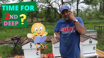 When To Add A Second Box To A New Package Of Bees ( June 2020 )