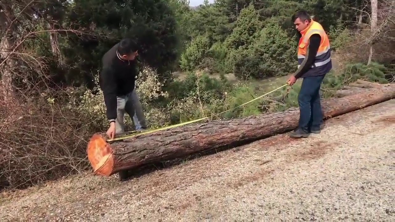 Orman Deposundaki Defterler ve Karaçamda Boylama