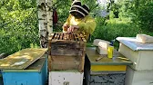 Роелов