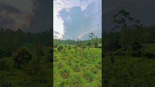 Dulu A Bibit Kecil, Sekarang Udah Tumbuh Subur