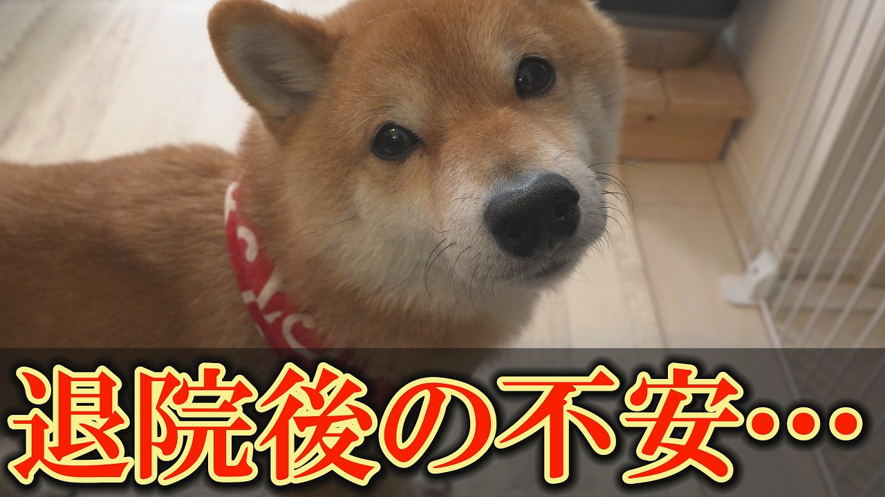 退院後、信じられない粗相を繰り返し、元気がない愛犬が心配です・・・
