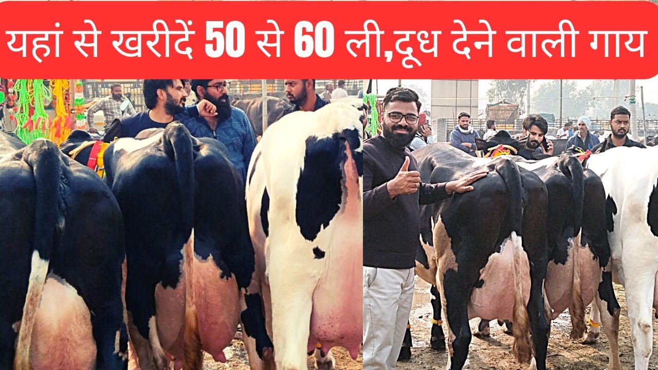 यहां से खरीदें भारत की सबसे सस्ती पशु मंडी पंजाब#dairysolutionbysatish#dairyfarm#dairyfarming#dairy#