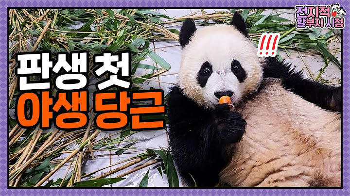 (SUB) [전지적 할부지 시점] ep.199 "할부지 이것 뭐에요~???" 할부지표 당근을 처음 맛보는 루이후이의 반응🥕 러아커플의 메디컬 트레이닝까지!│ Panda World