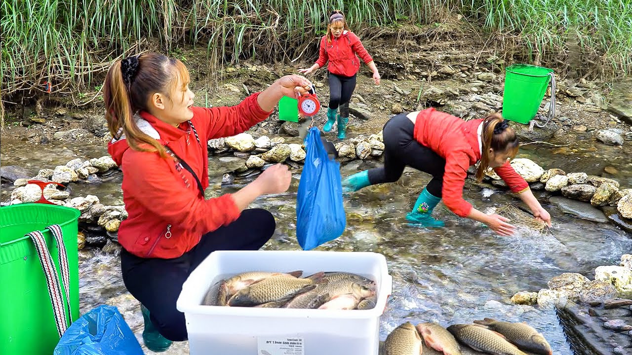 Stone Fishing in a Small Stream | Fish Harvest, Buying a Buffalo & Daily Farm Work