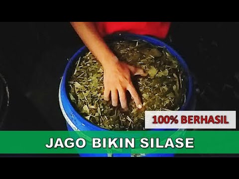 Membuat SILASE KOMPLIT Dengan Cara Mudah Sederhana - Untuk Pakan Domba, Kambing, Sapi