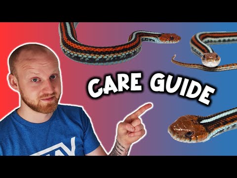 Video: Garter Snake - Thamnophis Reptile Breed Hypoallergenic, Health And Life Span