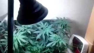 CFL Indoor grow big marijuana wut not to do 3