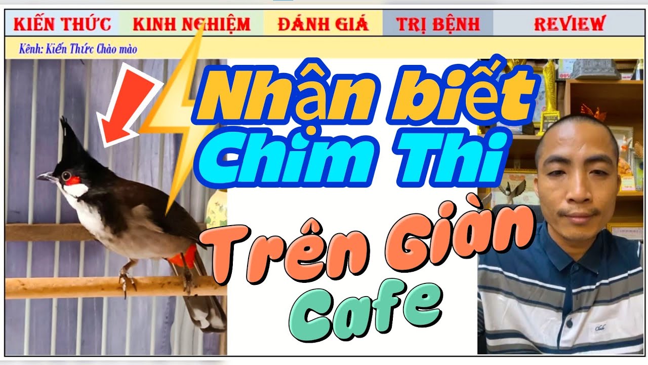 Kinh Nghiệm Nhận Biết Nết Chim Chào mào Thi trên giàn cafe thế nào?